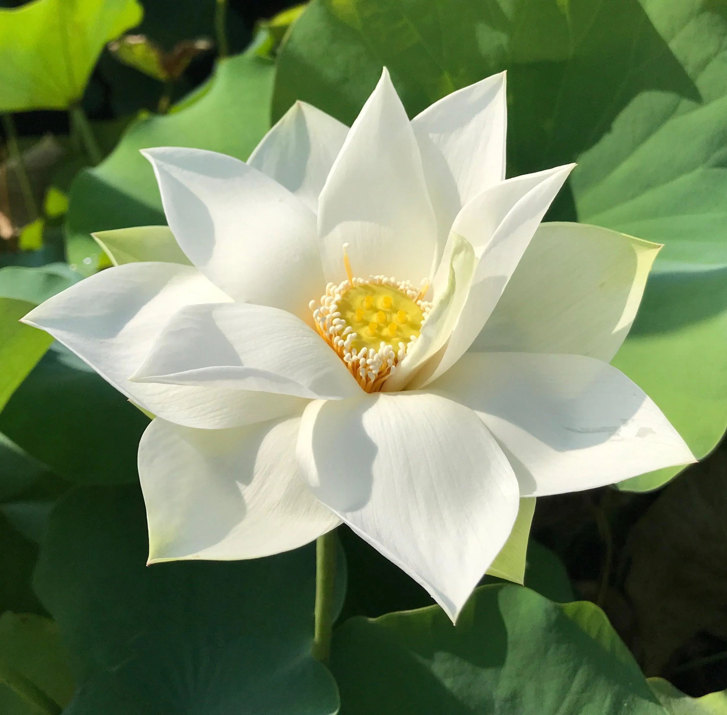 Baby Doll - Classic White Lotus (Bare Root)