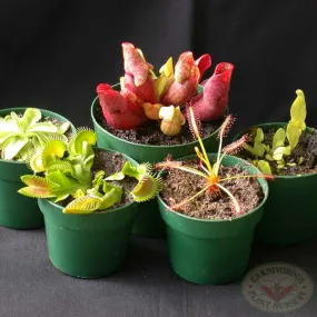 Bog Planter Set