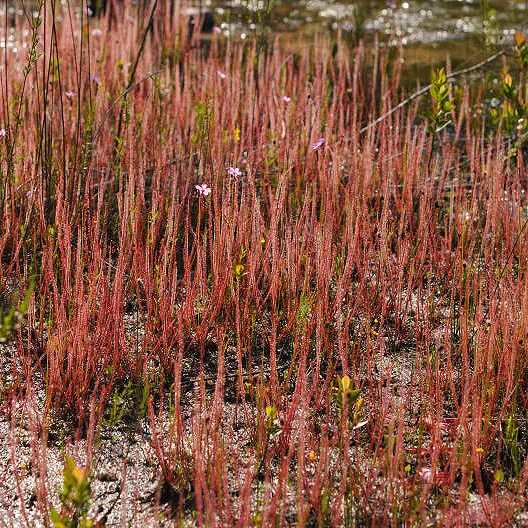 Drosera filiformis filiformis - Red Form Florida