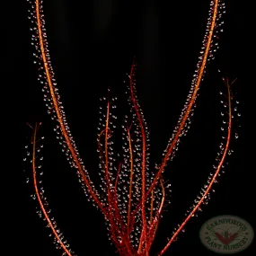 Drosera filiformis filiformis - Red Form New Jersey