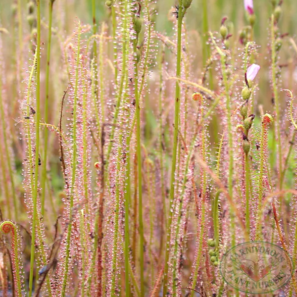 Drosera filiformis filiformis