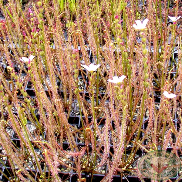 Drosera filiformis filiformis