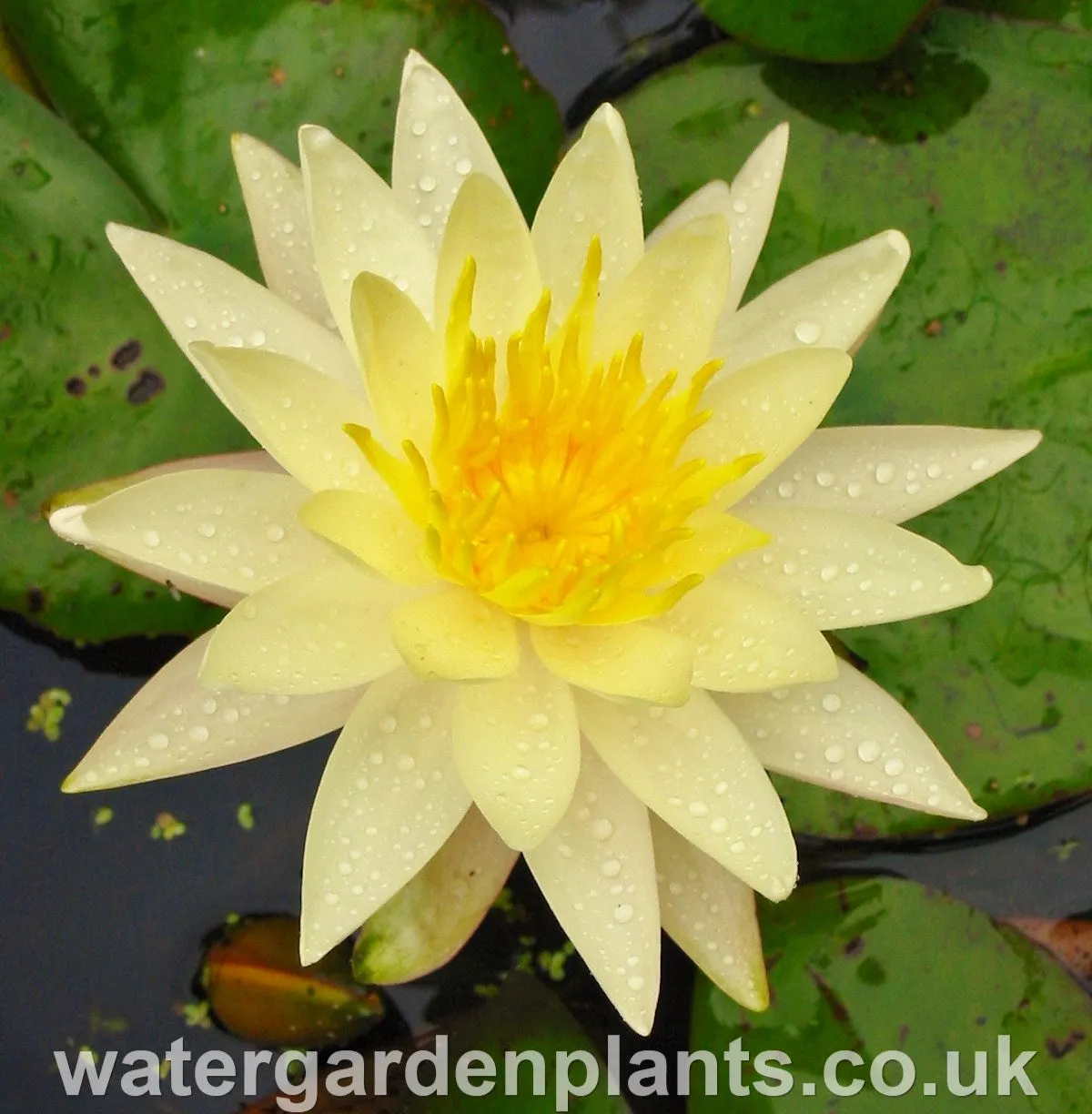 Nymphaea 'Charlene Strawn'